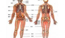 人体模型最新爆料,科技与健康的完美融合