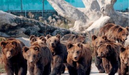 天津动物园爆料事件最新,揭秘动物福利与饲养真相