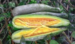 网红瓜都在哪里吃的,揭秘瓜都在哪里畅享美味时光