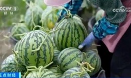 浏阳网红大瓜爆料视频最新,揭秘幕后真相，带你走进网络红人的世界