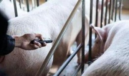 猪配猪视频在线观看,猪配猪视频在线观看，萌态百出