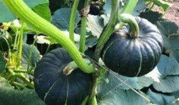 求网红吃瓜视频,揭秘娱乐圈幕后故事