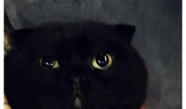 黑猫网红爆料最新消息