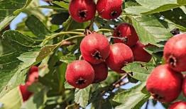 山楂加工爆料视频大全集