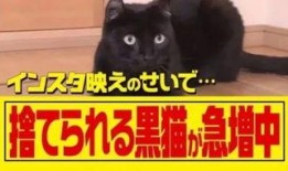 黑猫网红爆料最新消息