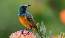 小花爆料鸟大爷视频网,鸟大爷视频网幕后真相大曝光