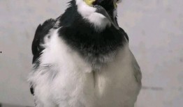 小花爆料鸟大爷视频网,鸟大爷视频网幕后真相大曝光