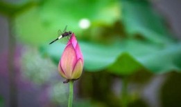 小池娱乐吃瓜,揭秘娱乐圈最新吃瓜事件