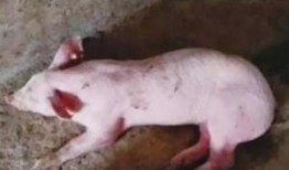 猪配猪视频在线观看,猪配猪视频在线观看，萌态百出