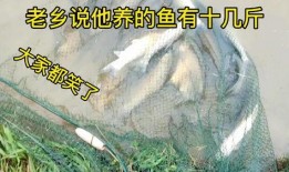 青草合集在线观看