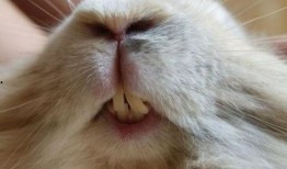 兔子牙郭仲铭最新爆料