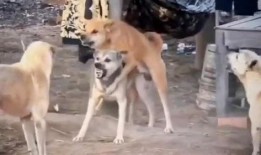 二狗爆料生活视频,揭秘生活点滴，带你走进真实生活现场