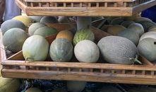 吃新疆瓜网红,网红打卡新潮流