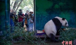 天津动物园爆料事件最新,揭秘动物福利与饲养真相